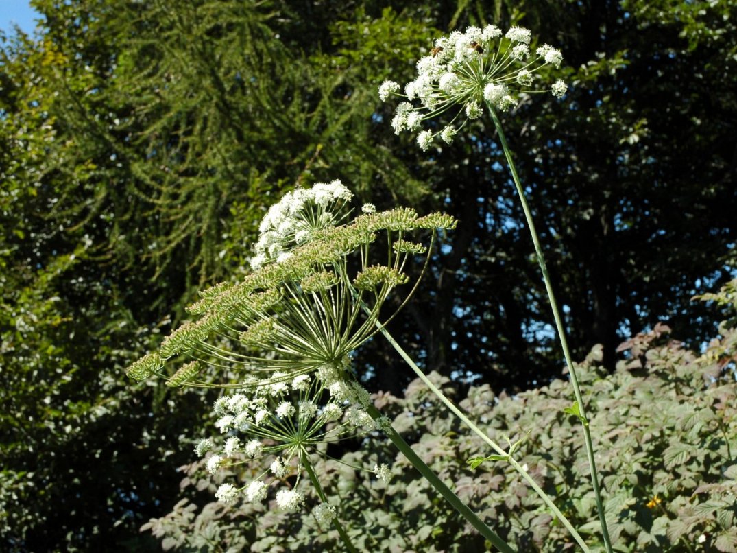 Laserpitium latifolium